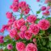 فارس میزبان جشنواره ملی گل و گیاه؛